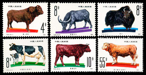 T63：畜牧业——牛