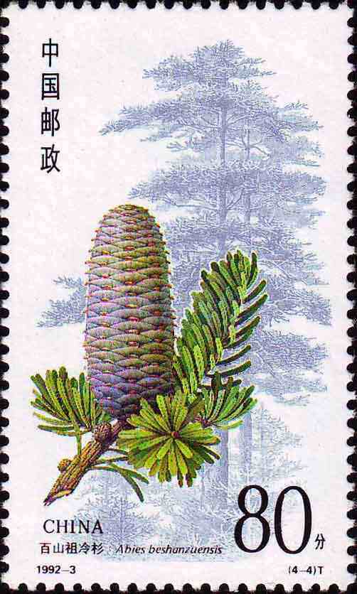 1992-3：杉树(T)