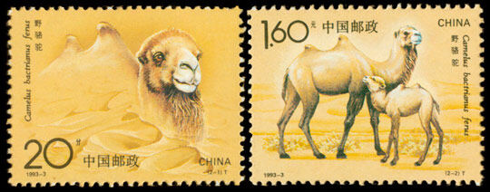 1993-3：野骆驼(T)