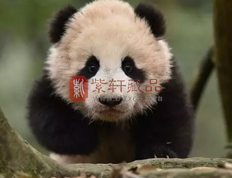 中国熊猫金币发行35周年，值得期待！