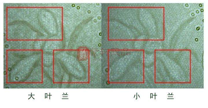 大家知道"大叶兰"99版一元有哪些冠号吗