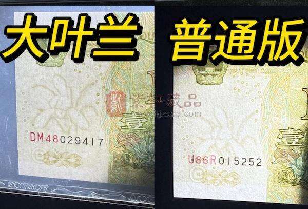 大叶兰对比.jpg